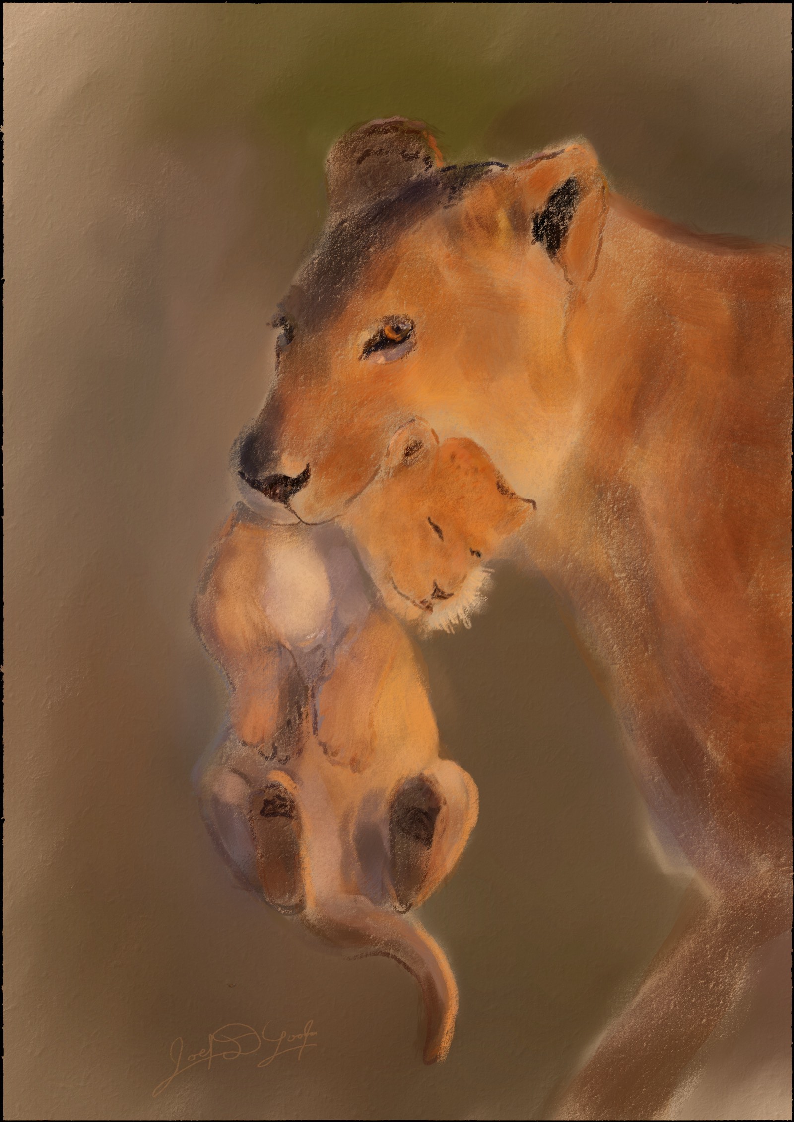 A lioness carrying her cub gently in her jaws, held completely, even while being moved through danger